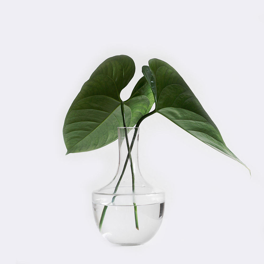 Money Plant 1 Money Plant